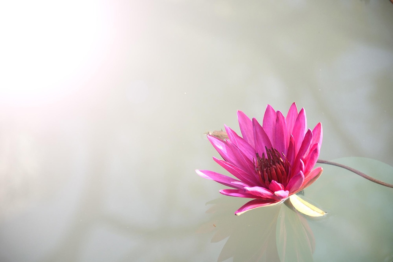 Recommended Lotus365 Login: Step-by-Step Guide for India (2026)